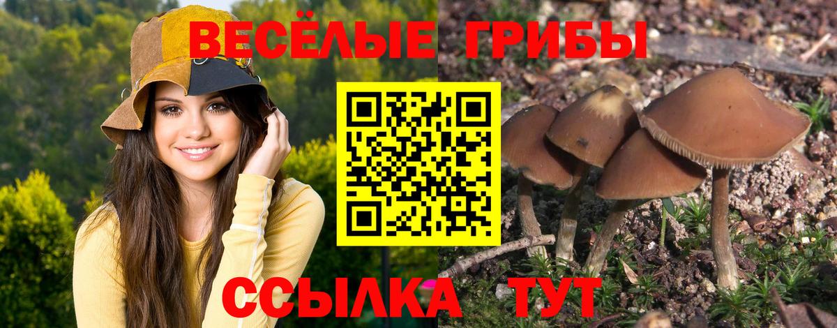 Куйбышев  Галлюциногенные грибы Cubensis  Вход с VPN 